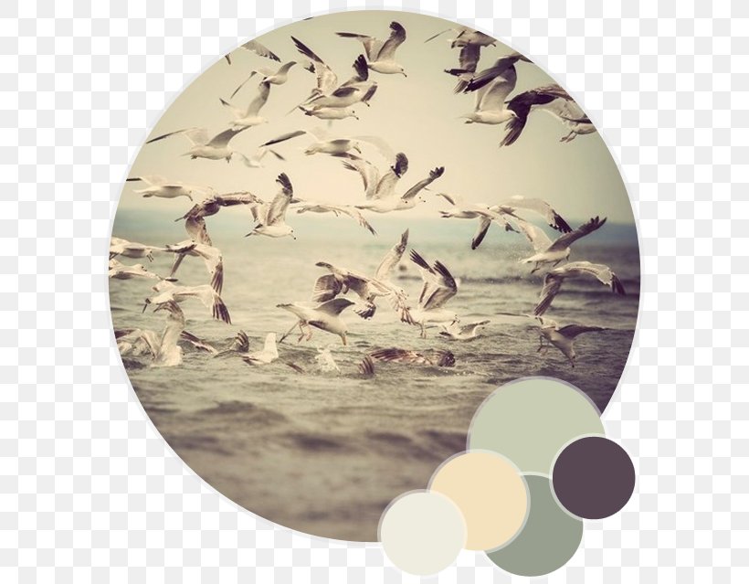 Gulls Bird Photography Photographer, PNG, 600x639px, Gulls, Art, Bird, Drawing, Fauna Download Free