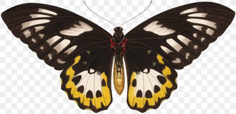 Monarch Butterfly Pieridae פייפר בלה, PNG, 1800x874px, Monarch Butterfly, Arthropod, Artikel, Brush Footed Butterfly, Brushfooted Butterflies Download Free
