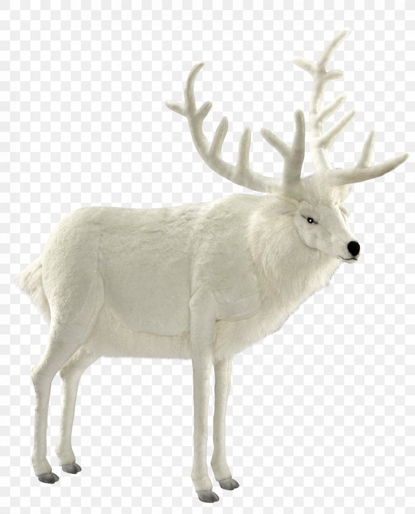 Reindeer Elk Antler Wildlife, PNG, 1656x2048px, Reindeer, Antler, Deer, Elk, Horn Download Free