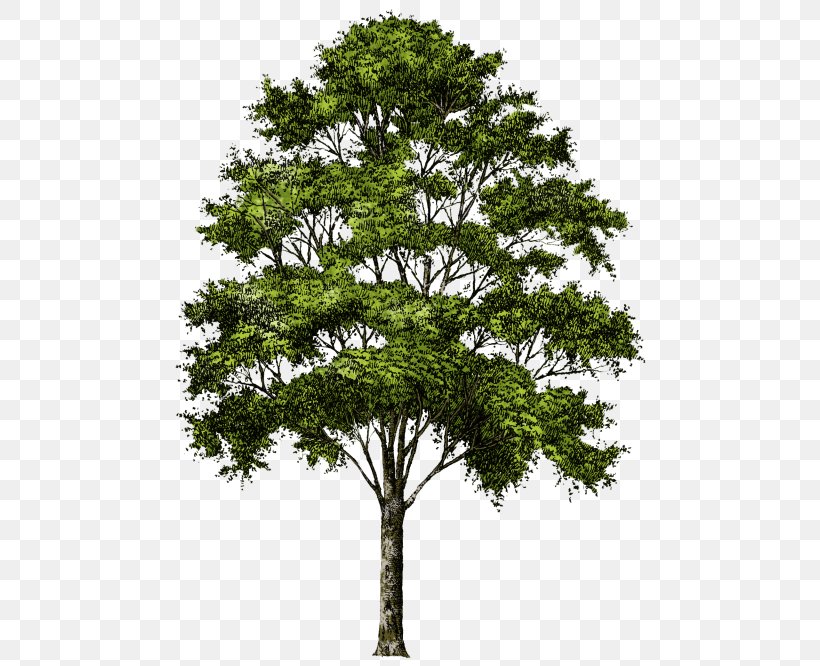 Tree Desktop Wallpaper Clip Art, PNG, 480x666px, Tree, Branch, Evergreen, Grass, Image Resolution Download Free