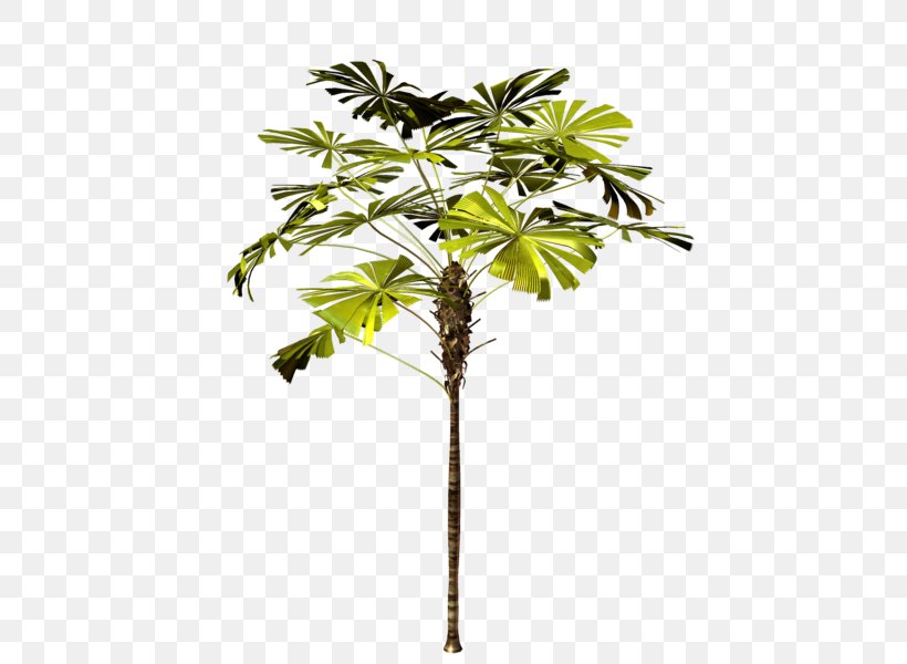 Asian Palmyra Palm Palm Trees Plants Branch, PNG, 446x600px, Asian Palmyra Palm, Arecales, Article, Bahan, Borassus Download Free