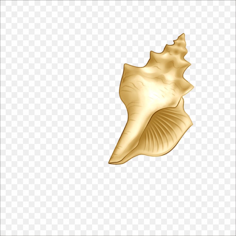Beach Sea Snail Seashell, PNG, 1773x1773px, Beach, Bolinus Brandaris, Conch, Google Images, Gratis Download Free