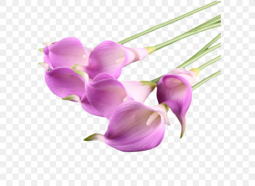 Bog Arum Flower Arum-lily Clip Art, PNG, 600x600px, Bog Arum, Arum Lilies, Arumlily, Blog, Calla Lily Download Free
