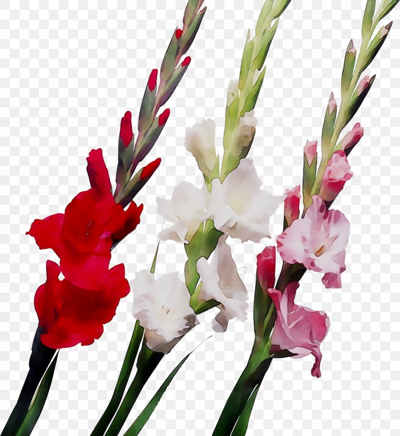 Gladiolus Flower Bouquet Ukrflora Bulb, PNG, 1254x1368px, Gladiolus, Artikel, Botany, Bouquet, Bulb Download Free