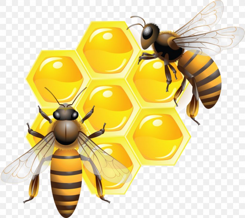 Honey Bee Honeycomb Insect, PNG, 1024x912px, Bee, Arthropod, Bee Pollen, Beehive, Drawing Download Free