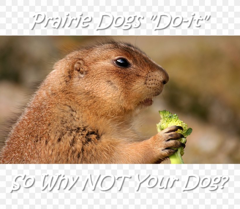 Prairie Dog Rodent Zazzle, PNG, 1280x1117px, Prairie Dog, Cuteness, Dog, Fauna, Fox Download Free