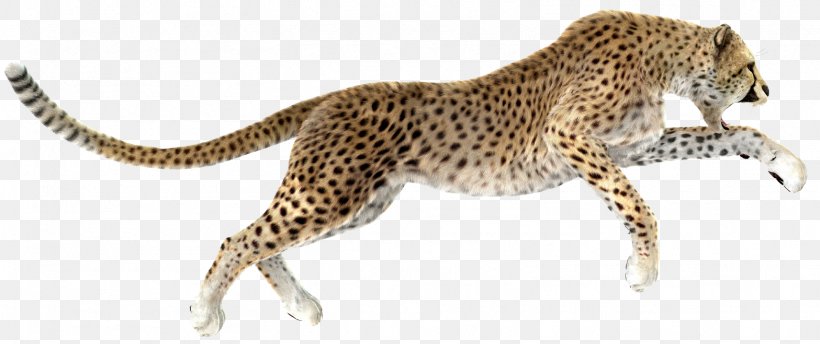 Cheetah Leopard Stock Photography Royalty-free, PNG, 1567x659px, Cheetah, Animal Figure, Big Cat, Big Cats, Carnivoran Download Free