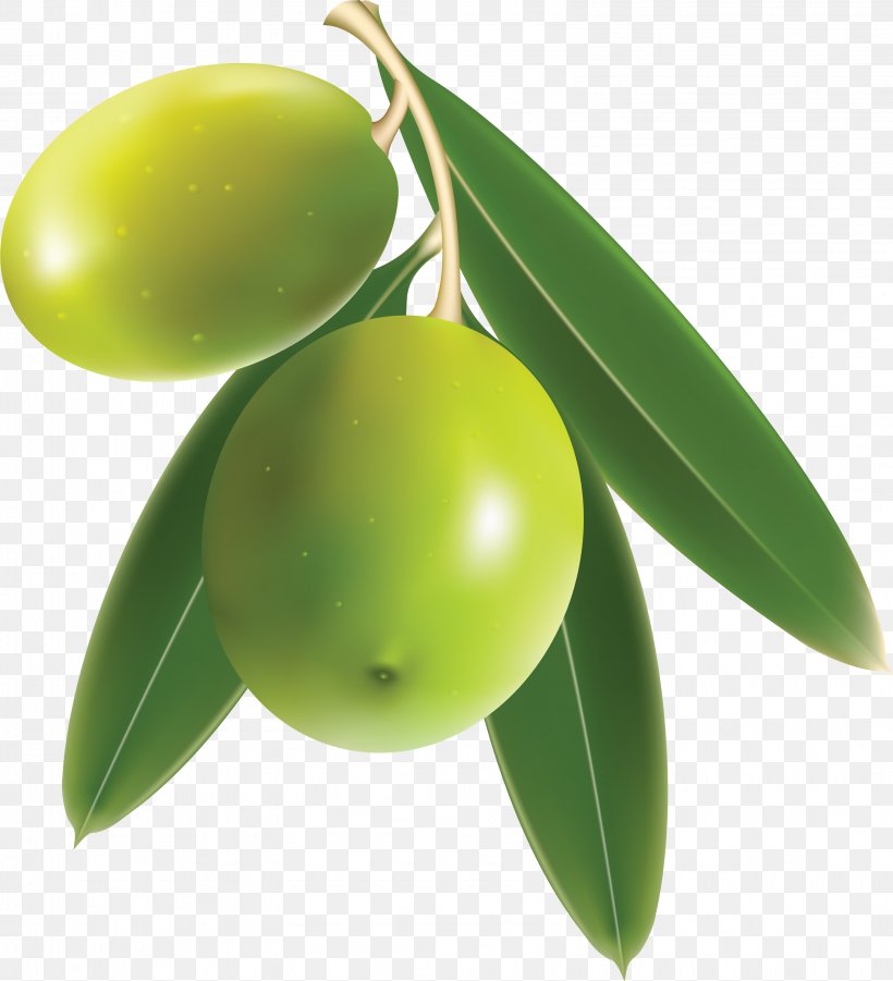 Olive Oil Clip Art, PNG, 3193x3509px, Olive, Citrus, Data Compression, Food, Fruit Download Free