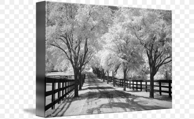 Picture Frames Gallery Wrap Cherry Blossom Photography, PNG, 650x503px, Picture Frames, Art, Black And White, Branch, Canvas Download Free