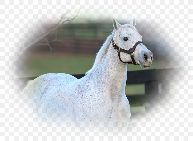 Stallion Arabian Horse Mustang Thoroughbred Friesian Horse, PNG, 800x600px, Stallion, Arabian Horse, Bridle, Friesian Horse, Halter Download Free