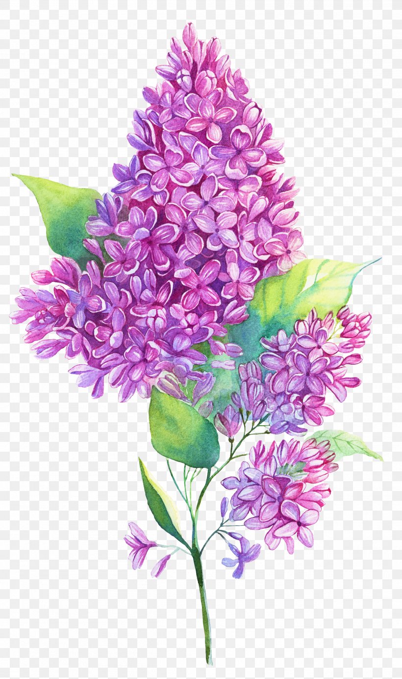 Watercolor Painting Purple Lilac Illustration, PNG, 2609x4401px