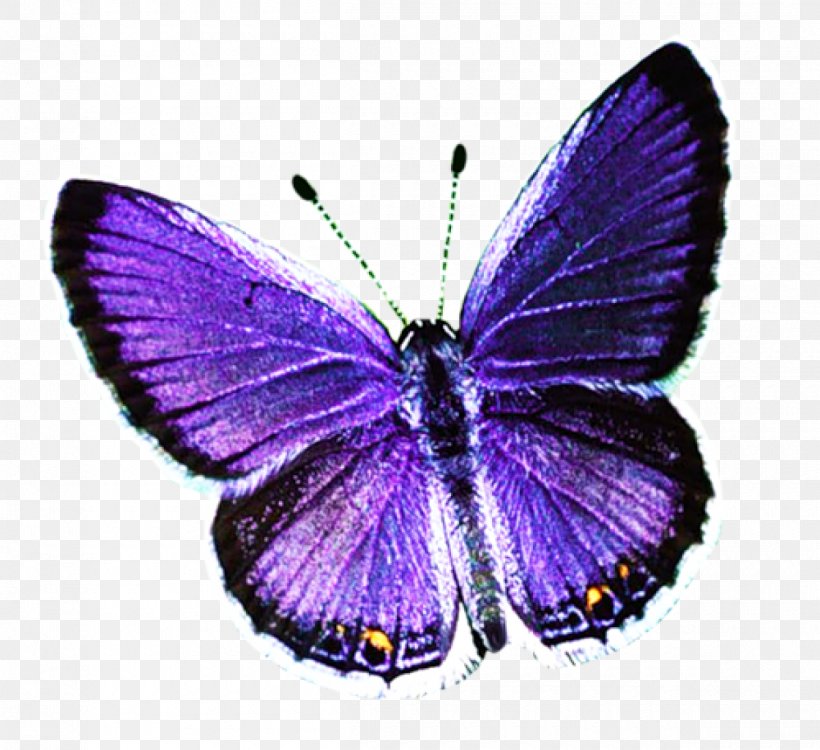 Butterfly Desktop Wallpaper Clip Art, PNG, 1200x1099px, Butterfly, Arthropod, Brush Footed Butterfly, Display Resolution, Image File Formats Download Free