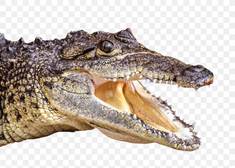 Crocodiles Alligator, PNG, 1347x966px, Crocodile, Alligator, American Alligator, Animal, Crocodiles Download Free