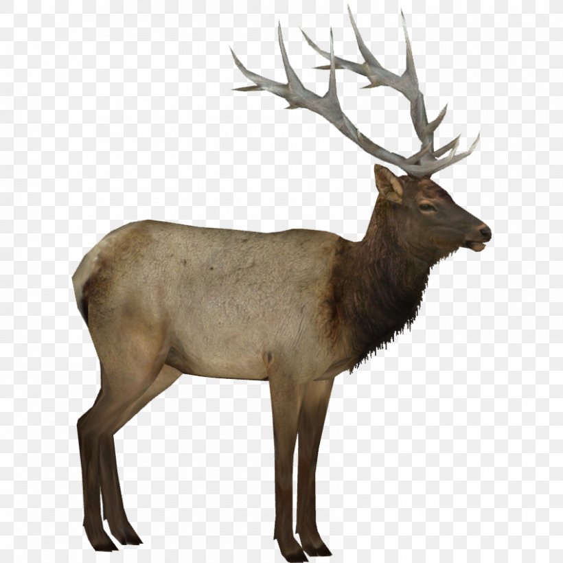 Deer Elk Moose Transparency, PNG, 850x850px, Deer, Animal, Antler, Barren Ground Caribou, Eastern Moose Download Free