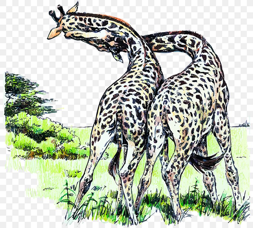 Northern Giraffe Felidae Animal Ruminant, PNG, 800x740px, Northern Giraffe, Animal, Big Cat, Big Cats, Camelopardalis Download Free