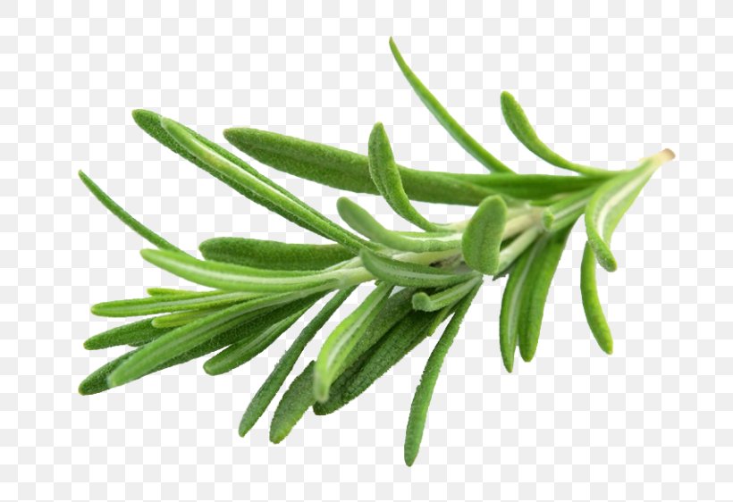 Rosemary Herb Flavor Spice Basil, PNG, 768x562px, Rosemary, Basil, Beefsteak Plant, Common Sage, Coriander Download Free