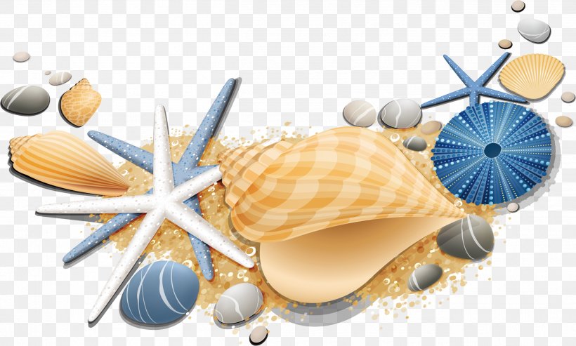 Seashell Starfish Conch, PNG, 2605x1567px, Seashell, Conch, Drawing, Mollusc Shell, Organism Download Free