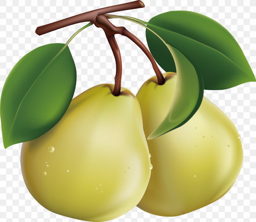 Asian Pear Fruit Clip Art, PNG, 4521x3929px, Asian Pear, Apple, Food, Free Content, Fruit Download Free