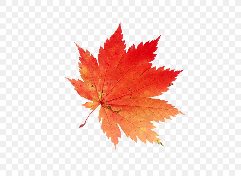 Autumn Maple Leaf Clip Art, PNG, 600x600px, Autumn, Autumn Leaf Color, Drawing, Flowering Plant, Japanese Maple Download Free