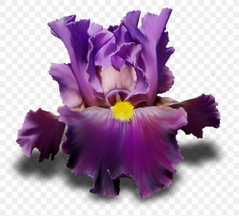Irises Flower Purple Lilac Violet, PNG, 980x887px, Irises, Cattleya, Cut Flowers, Floral Design, Flower Download Free