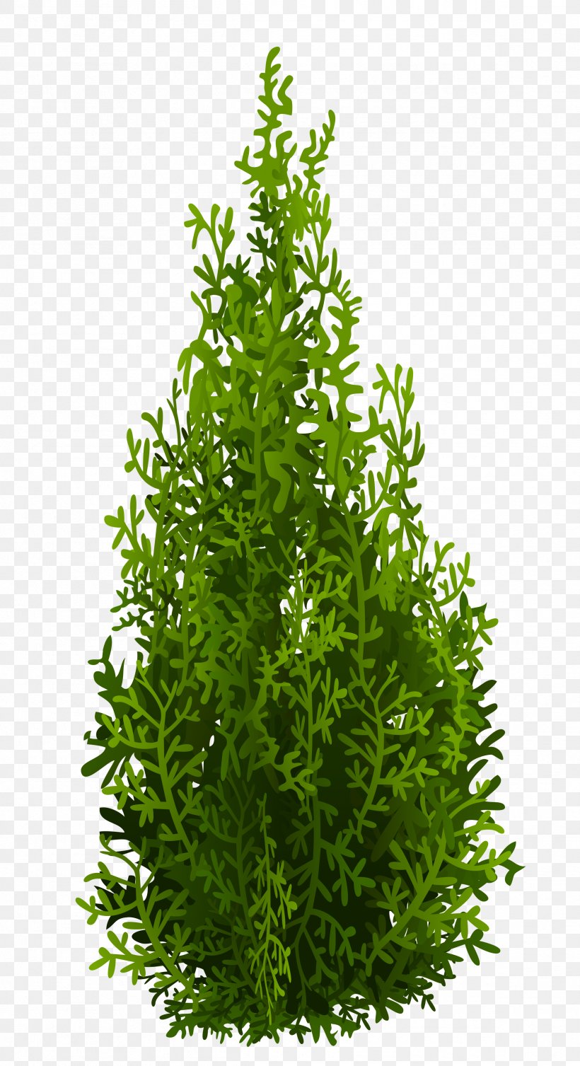 Mediterranean Cypress Tree Download Clip Art, PNG, 2381x4378px, Mediterranean Cypress, Aquarium Decor, Cupressus, Evergreen, Grass Download Free