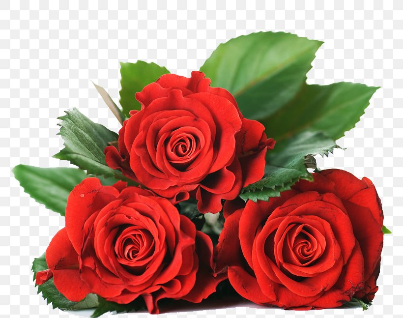 Rose Desktop Wallpaper Stock Photography Download, PNG, 800x647px, Rose, Cut Flowers, Floral Design, Floribunda, Floristry Download Free