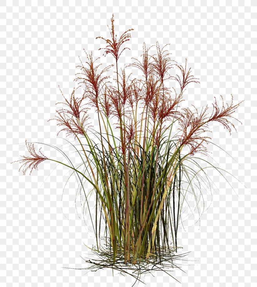 Grasses Straw Material, PNG, 1200x1338px, Grasses, Branch, Commodity, Floral Design, Flower Download Free