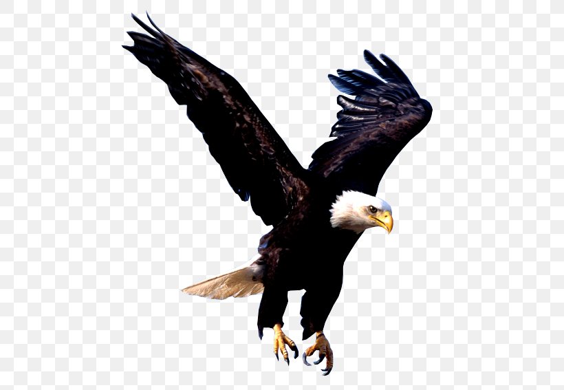 Bald Eagle Clip Art, PNG, 649x567px, Bald Eagle, Accipitriformes, Beak, Bird, Bird Of Prey Download Free
