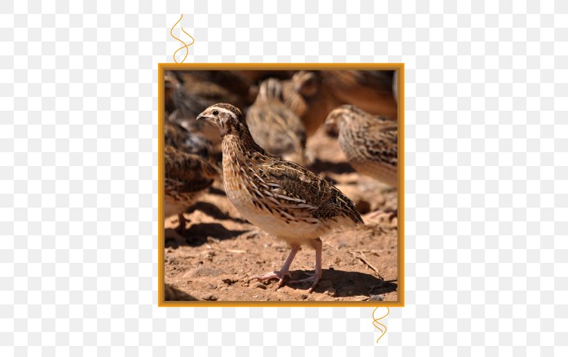 Common Quail Flight Partridge Apróvad Anuncio, PNG, 516x516px, Common Quail, Andalusia, Anuncio, Beak, Bird Download Free