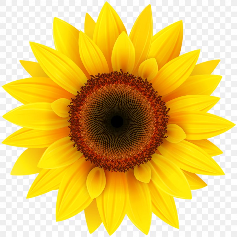 Common Sunflower Clip Art, PNG, 1560x1561px, Common Sunflower, Close Up, Daisy Family, Flower, Flowering Plant Download Free