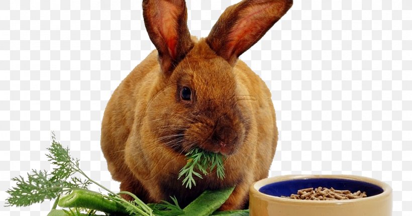 Domestic Rabbit Lionhead Rabbit Hare Dog Rodent, PNG, 1089x572px, Domestic Rabbit, Cage, Cottontail Rabbit, Cuy, Dog Download Free