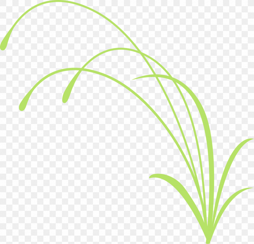 Green Leaf Grass Plant Grass Family, PNG, 3000x2881px, Flower Frame, Decoration Frame, Flower, Grass, Grass Family Download Free