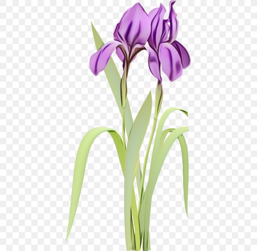 Flower Flowering Plant Plant Purple Violet, PNG, 404x800px, Watercolor, Cut Flowers, Flower, Flowering Plant, Iris Download Free