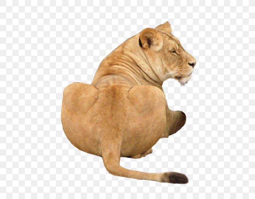 Lion Dog Big Cat, PNG, 480x640px, Lion, Abstraction, Big Cat, Big Cats, Carnivoran Download Free