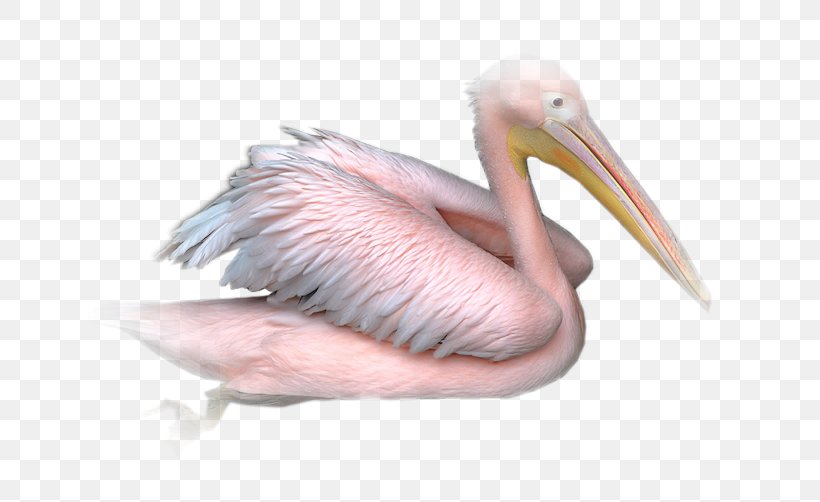 Pelican PaintShop Pro Bird Animal, PNG, 700x502px, Pelican, Animal, Beak, Bird, Fruit Download Free