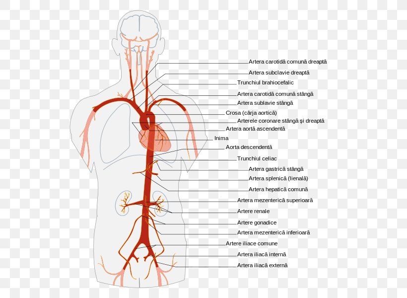 Abdominal Aorta Artery Anatomy Human Body, PNG, 580x600px, Watercolor, Cartoon, Flower, Frame, Heart Download Free