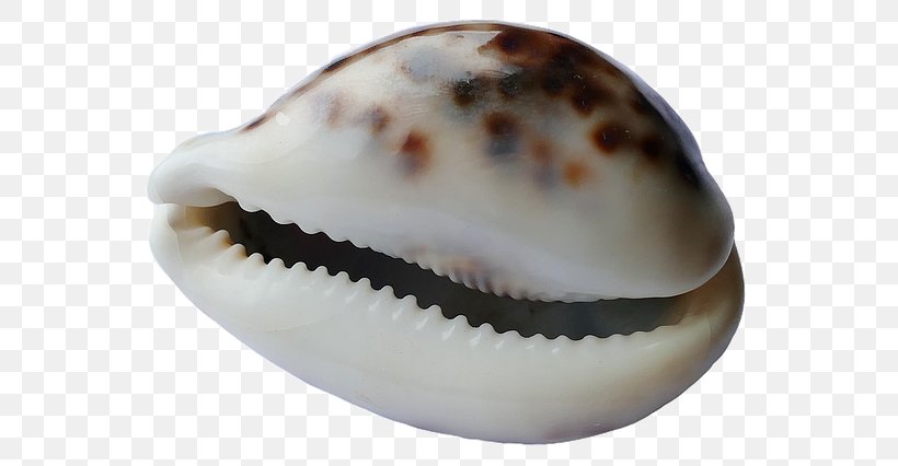Cockle Seashell Mollusc Shell Shell Beach, PNG, 640x426px, Cockle, Clam, Clams Oysters Mussels And Scallops, Conch, Conchology Download Free