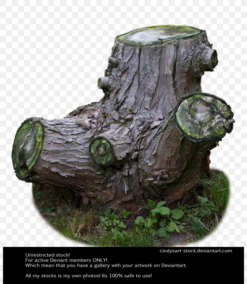 Tree Stump Trunk, PNG, 800x943px, Tree Stump, Art, Artifact, Plant, Raster Graphics Download Free