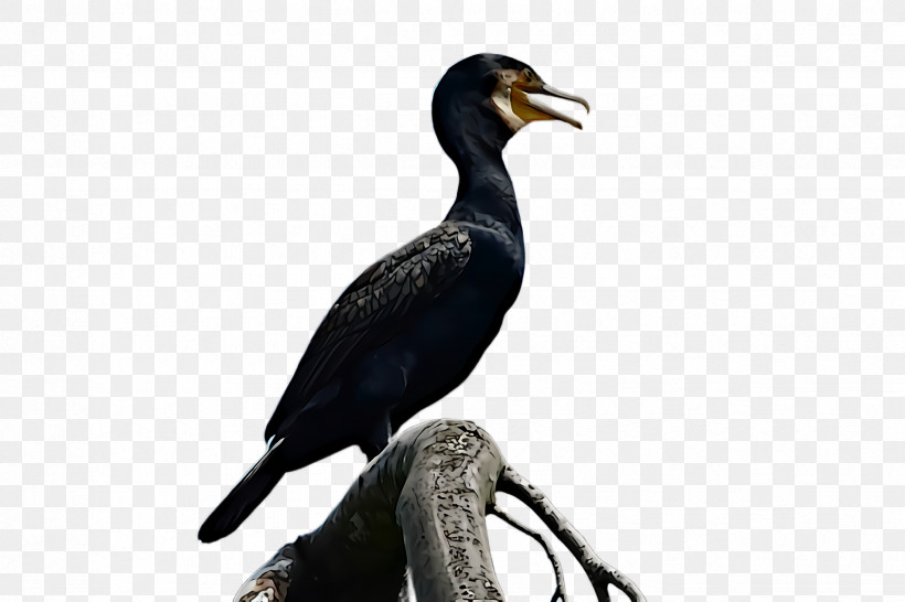 Bird Cormorant Beak Double Crested Cormorant Suliformes, PNG, 2448x1632px, Bird, Beak, Cormorant, Double Crested Cormorant, Seabird Download Free