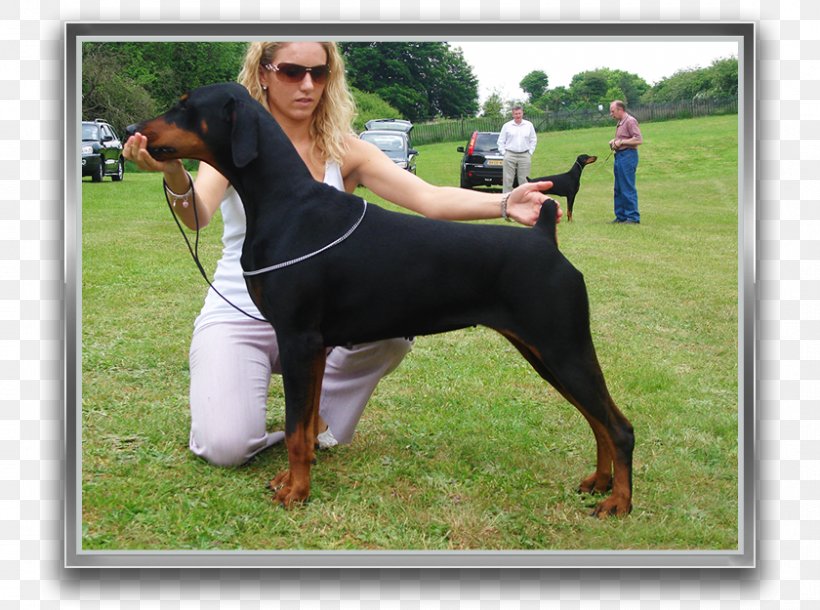 black and tan hound hunting