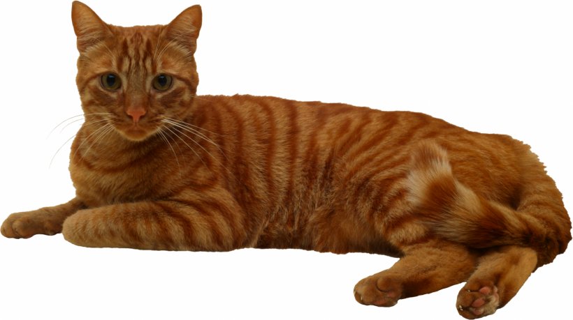 Cat Tree Kitten Felidae Pet, PNG, 1600x897px, Cat, American Shorthair, Bed, California Spangled, Carnivoran Download Free