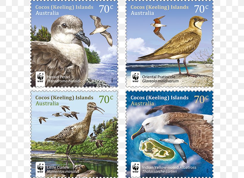 Duck Fauna Flora Ecosystem Wildlife, PNG, 800x600px, Duck, Advertising, Beak, Bird, Ducks Geese And Swans Download Free
