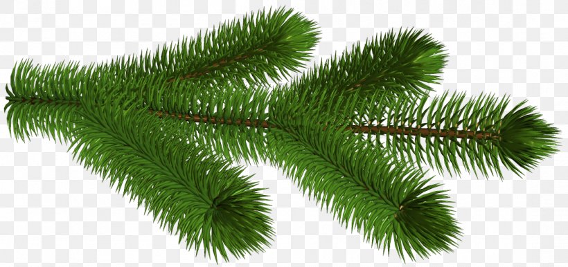 Pine Fir Branch Clip Art, PNG, 1095x516px, Pine, Branch, Conifer, Conifer Cone, Conifers Download Free