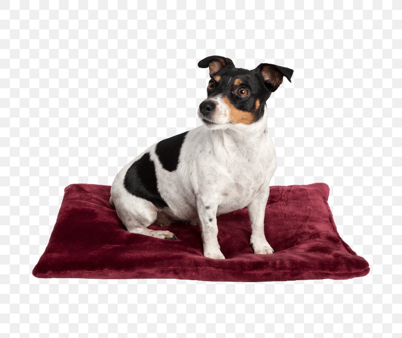 Rat Terrier Dog Breed Toy Fox Terrier Companion Dog, PNG, 690x690px, Rat Terrier, Bed, Breed, Companion Dog, Cushion Download Free