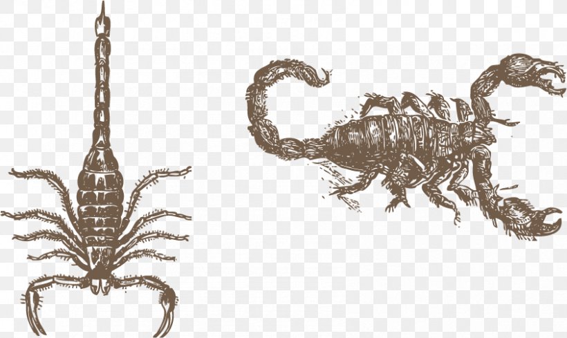 Scorpion Euclidean Vector Vecteur, PNG, 843x503px, Scorpion, Drawing, Fauna, Gratis, Invertebrate Download Free