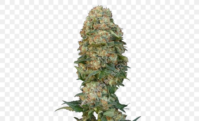 Cannabis Sativa Skunk Seed Bank, PNG, 500x500px, Cannabis, Autoflowering Cannabis, Cannabidiol, Cannabis In British Columbia, Cannabis Ruderalis Download Free