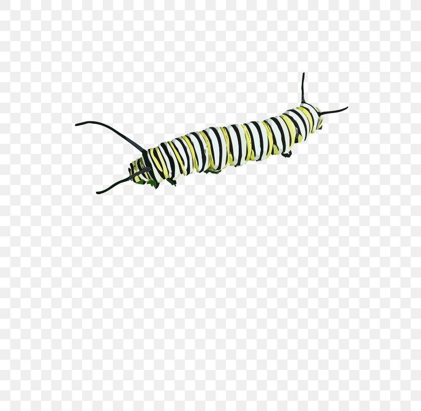 Caterpillar Clip Art, PNG, 566x800px, Caterpillar, Document, Insect, Invertebrate, Larva Download Free