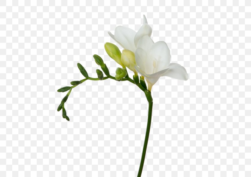 Cut Flowers White Freesia Plant Stem, PNG, 559x580px, Cut Flowers, Arabian Jasmine, Branch, Bud, Floral Design Download Free