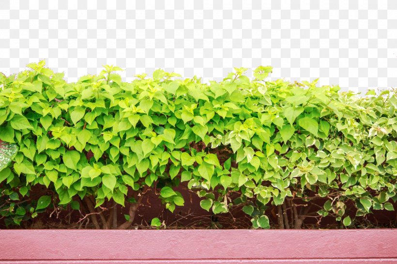 Download Fence, PNG, 1000x667px, Fence, Garden, Grass, Groundcover, Herb Download Free