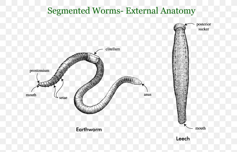 Earthworms Annelid Segmentation Roundworms, PNG, 700x527px, Worm, Anatomy, Animal, Annelid, Biology Download Free